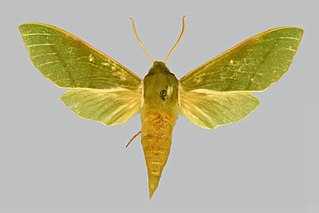 <i>Chaerocina ellisoni</i> Species of moth