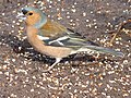 Fringilla coelebs