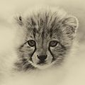 Cheetah cub (22389343016).jpg