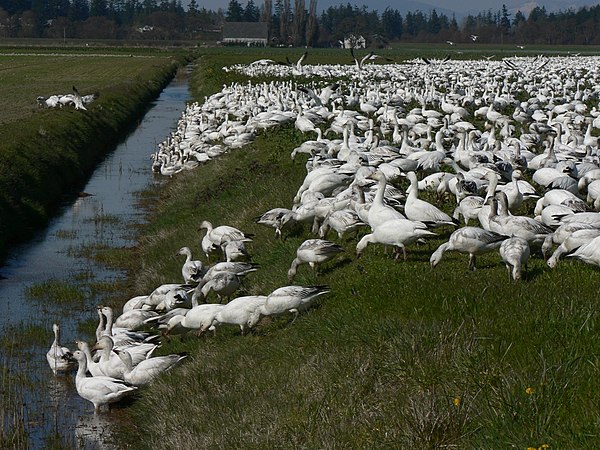 The Skagit River Delta is an important winter habitat for snow geese (pictured) and trumpeter swans