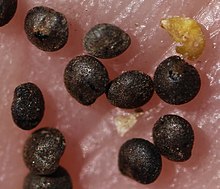 Seeds Chenopodium vulvaria seed (1).JPG