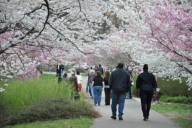 Image: Cherry Blossom in Branch Brook Park, Newark, NJ