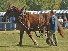 In harness ChevalBreton.JPG