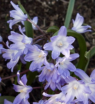 Flowers of Chionodoxa siehei, which can also be called Scilla siehei, or included in Chionodoxa forbesii or in Scilla forbesii Chionodoxa siehei closeup.jpg