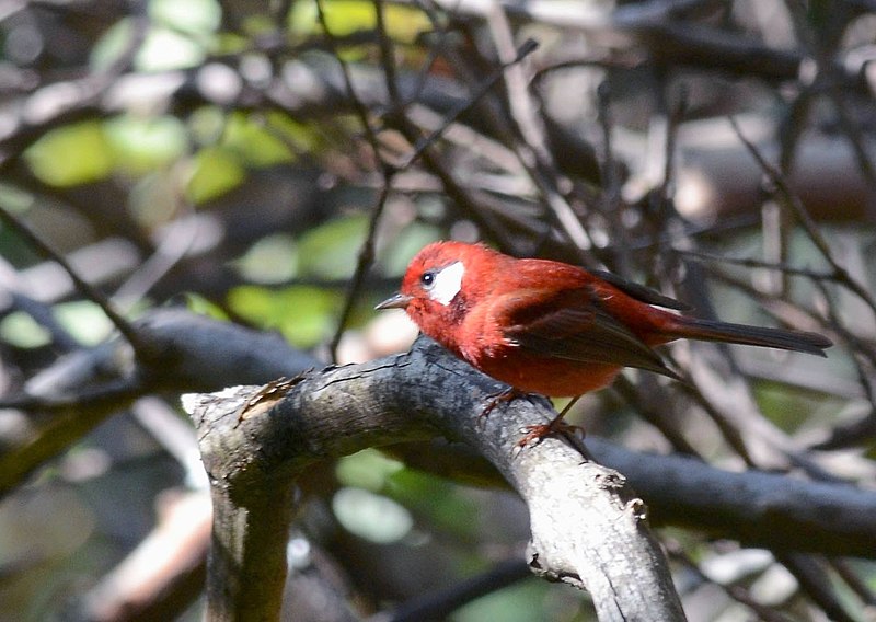 File:Chipe Rojo, Red Warbler, Ergaticus ruber (15454723504).jpg