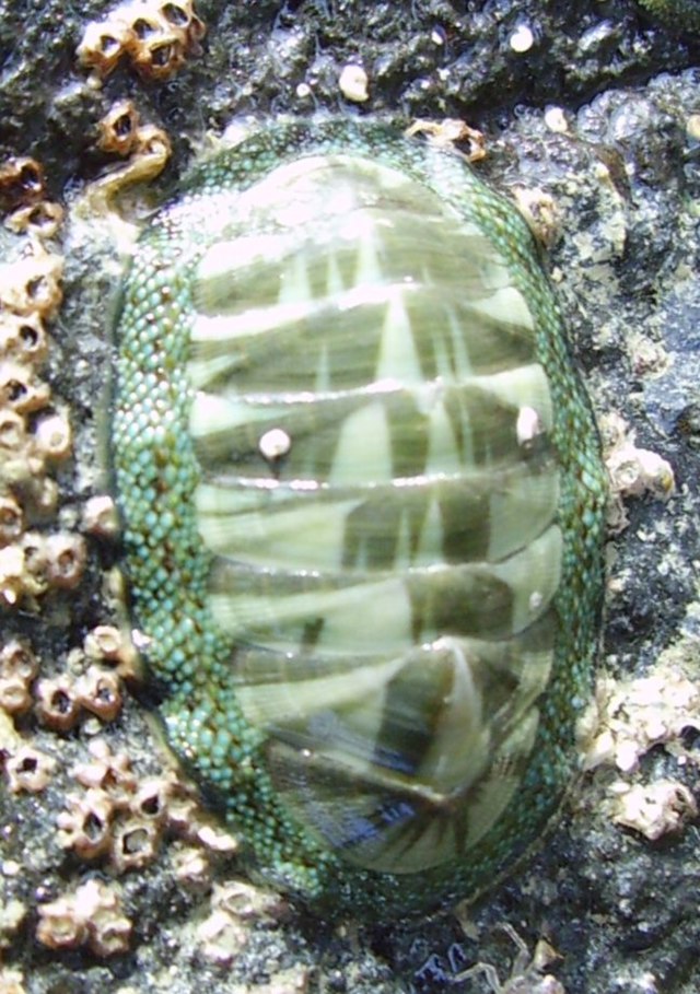 chiton shell