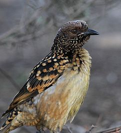 Western Bowerbird (Chlamydera guttata), Northern Territory, Australia