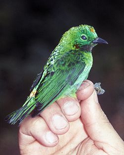 Sinivatsatangara (Chlorochrysa calliparaea)