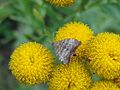 Choreutis pariana