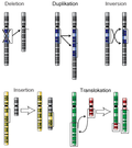 Vorschaubild für Chromosomenmutation