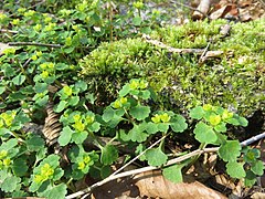 早春に、谷沿いの湿った樹林下に群生する。