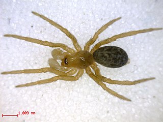 <i>Cicurina arcuata</i> Species of spider