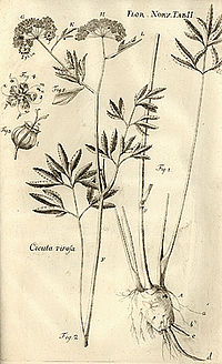 Изображение Cicuta virosa из Flora Norvegica