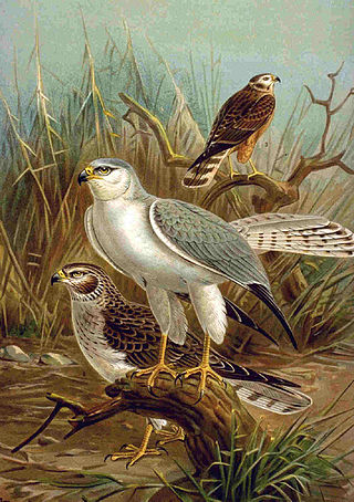 <span class="mw-page-title-main">Pallid harrier</span> Species of bird