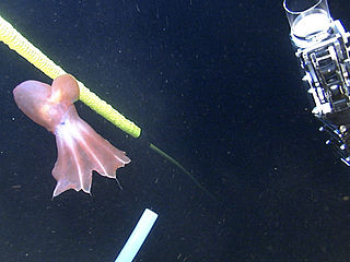 <i>Cirroteuthis</i> Genus of octopuses