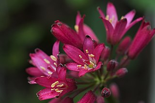 <i>Clintonia andrewsiana</i>