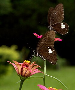 Ventral view (Male)