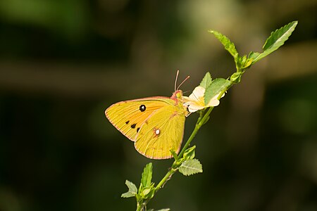 Ventral position of Colias fieldii fieldii