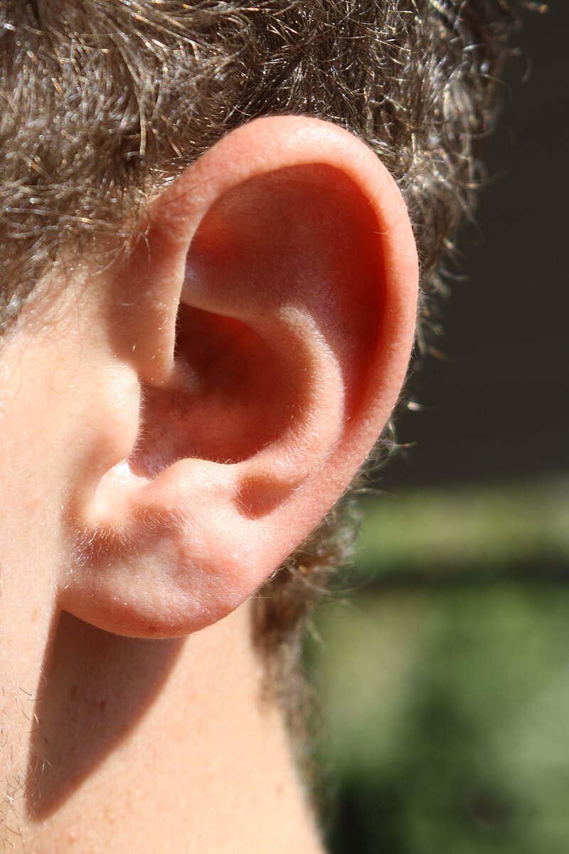 Category:Human ears - Wikimedia Commons