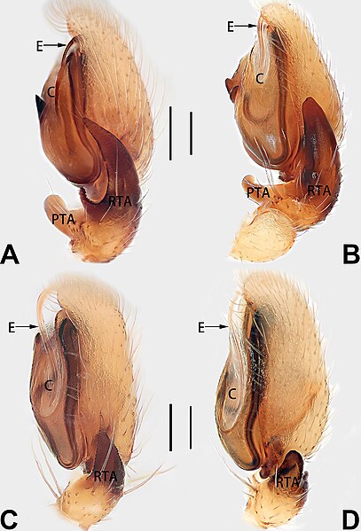 File:Clubiona (10.3897-zookeys.1034.59413) Figure 71.jpg