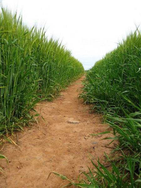 File:Coastal Path between Coldingham and Eyemouth - geograph.org.uk - 191582.jpg