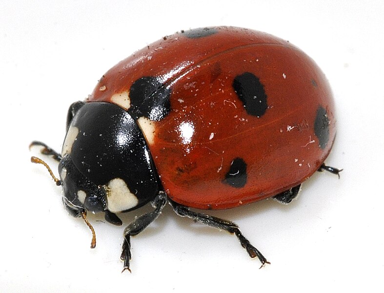 File:Coccinella-septempunctata-17-fws.jpg