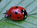 Coccinella septempunctata Linnaeus, 1758