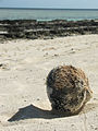 Coconut on the Beach.jpg