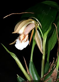 Coelogyne speciosa