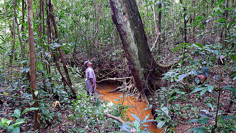 File:Collecting... Atlantic forest, northern littoral of Bahia, Brazil (15416051085).jpg