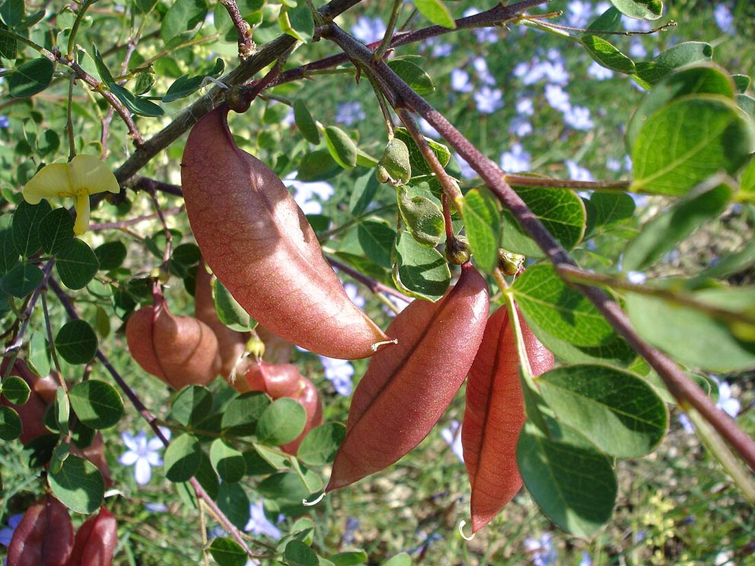 Colutea arborescens