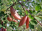 Tribus Galegeae: Colutea arborescens