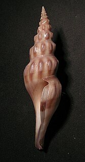 <i>Comitas</i> genus of molluscs