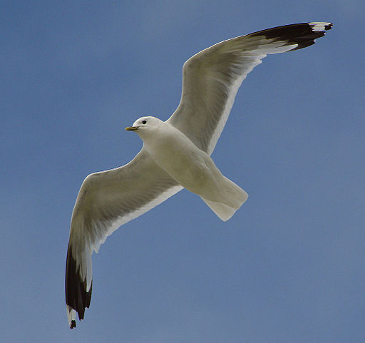 Common gull (9393607125)