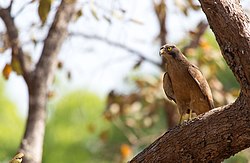 Птица грабљивица се одмара у отвореној шуми током сушне сезоне