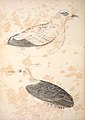 Companion to Gould's Handbook; or, Synopsis of the birds of Australia (Plate 56) (6943659041).jpg
