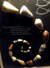 Shells in the Marine Invertebrate Collection Cone snails Beaty.jpg