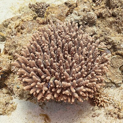 Coral (Acropora hemprichii), Ras Katy, Sharm el-Sheikh, Egypt