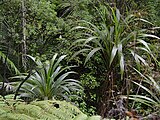 Cordyline banksii by Tanetahi