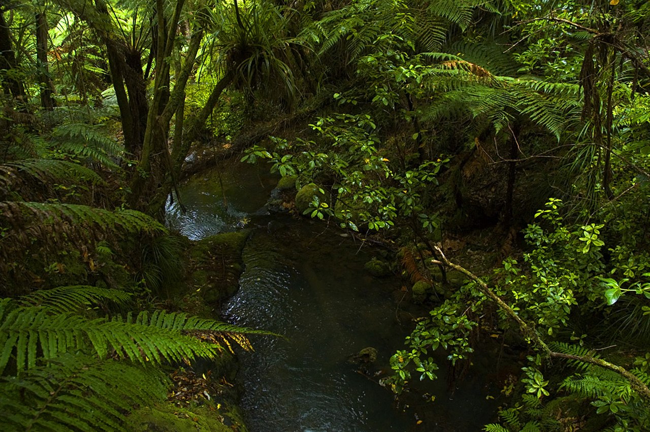 Субтропический лес новой Зеландии