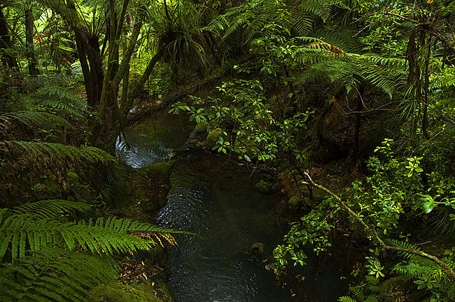 Rainforest of inland Coromandel Peninsula
