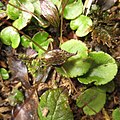 Corybas iridescens