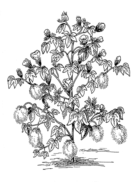 File:Cotton plant (PSF).png
