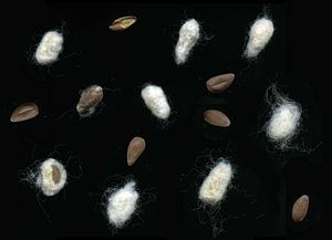 Cotton seeds - 01.jpg