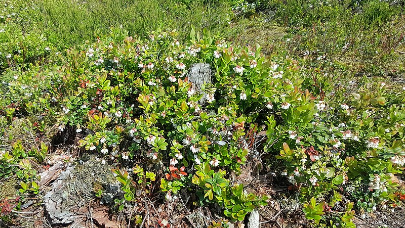 File:Cowberry flowers, Tuusula, Finland.jpg