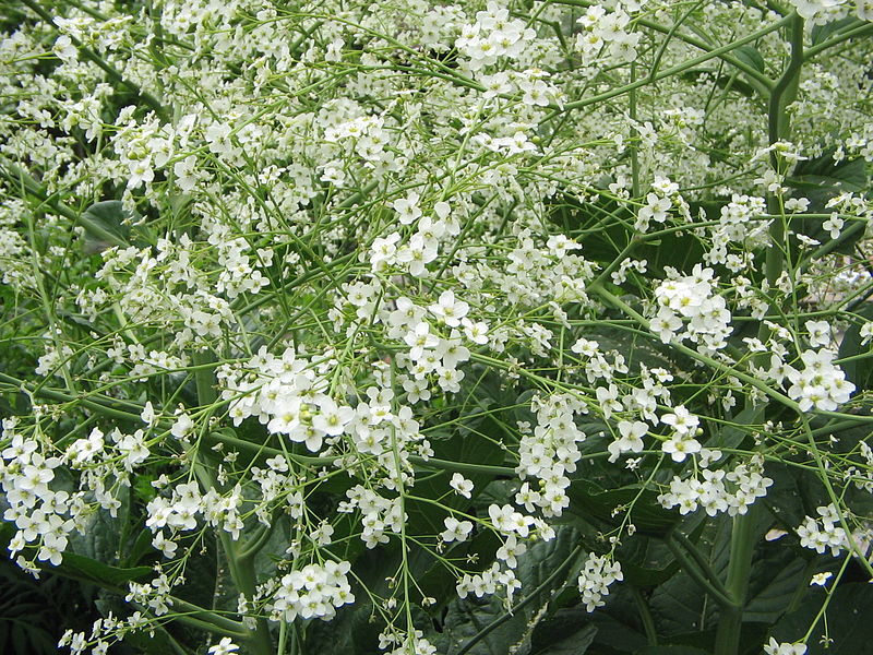 File:Crambe cordifolia02.jpg