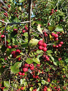 Crataegus chrysocarpa var. chrysocarpa en fruits, récolté à Laval, au Québec.