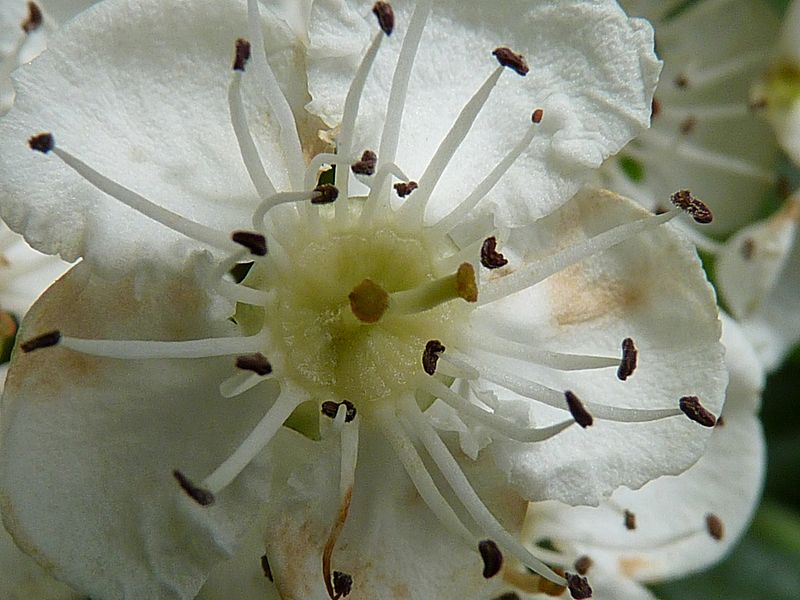 File:Crataegus x media J2.JPG