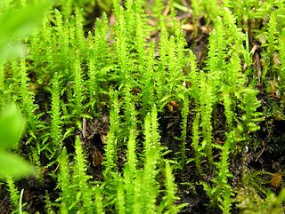 <i>Palustriella commutata</i> Species of moss