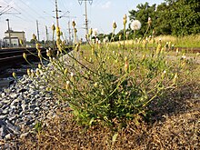 Crepis foetida subsp. rhoeadifolia sl8.jpg